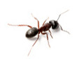 Carpenter Ants