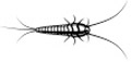 SilverFish